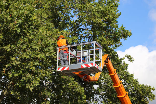 Best Utility Line Clearance  in Highland, UT