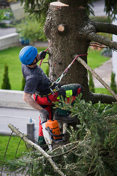 Why Choose Our Tree Removal Services in Highland, UT?