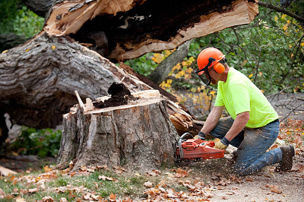 Reliable Highland, UT  Tree Services Solutions