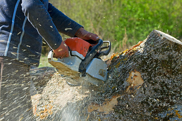 Leaf Removal in Highland, UT